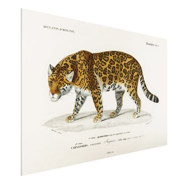 Impression sur forex - Vintage Board Jaguar
