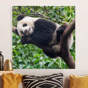 Impression sur toile - Sleeping Panda On Tree Branch