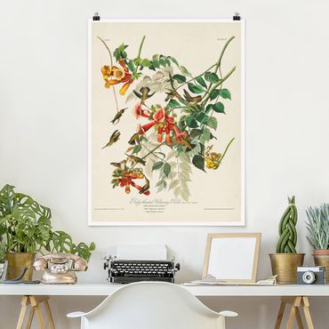 Poster - Vintage Board Hummingbirds