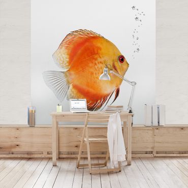 Papier peint - Fire Red Discus fish