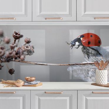 Revêtement mural cuisine - Ladybird On Hydrangea