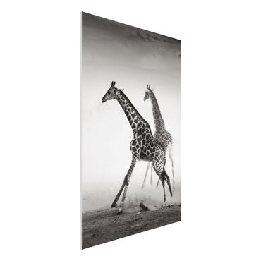 Tableau en forex - Giraffe Hunt