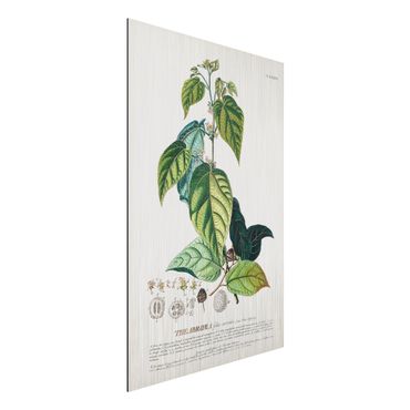 Impression sur aluminium - Vintage Botanical Illustration Cocoa