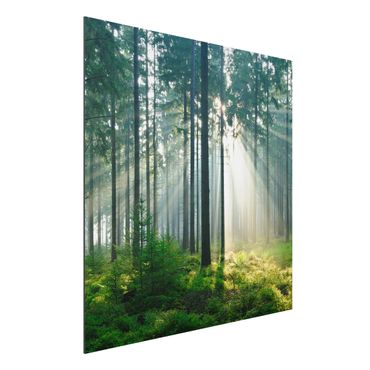 Tableau sur aluminium - Enlightened Forest