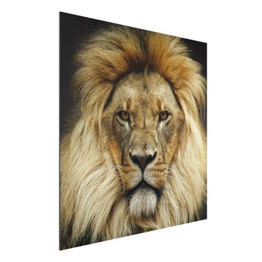 Tableau sur aluminium - Wisdom Of Lion