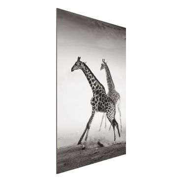 Tableau sur aluminium - Giraffe Hunt