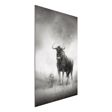 Tableau sur aluminium - Staring Wildebeest
