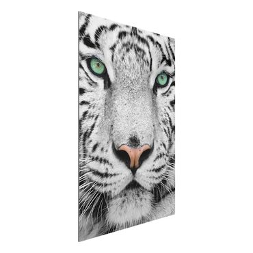 Tableau sur aluminium - White Tiger