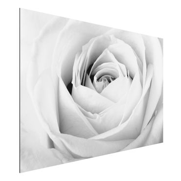 Tableau sur aluminium - Close Up Rose