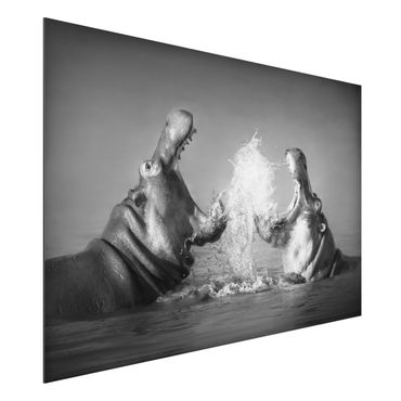 Tableau sur aluminium - Hippo Fight