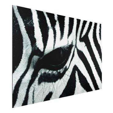 Tableau sur aluminium - Zebra Crossing