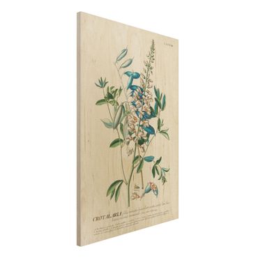 Impression sur bois - Vintage Botanical Illustration Legumes