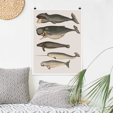 Poster - Five Vintage Whales