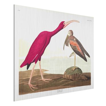 Impression sur aluminium - Vintage Board Red Ibis