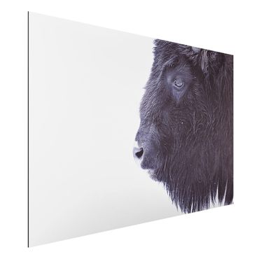 Tableau sur aluminium - Portrait Of A Black Buffalo