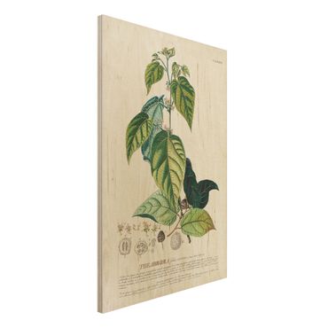 Impression sur bois - Vintage Botanical Illustration Cocoa