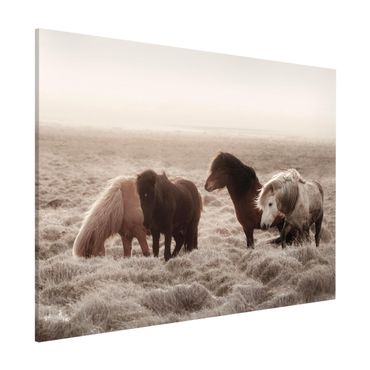 Tableau magnétique - Wild Icelandic Horse