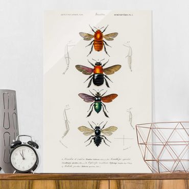 Tableau en verre - Vintage Board Insects
