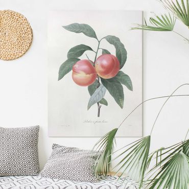 Impression sur toile - Botany Vintage Illustration Peach