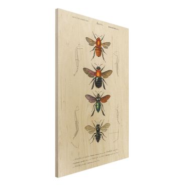 Impression sur bois - Vintage Board Insects