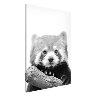 Tableau magnétique - Red Panda In Black And White
