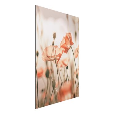 Tableau sur aluminium - Poppy Flowers In Summer Breeze