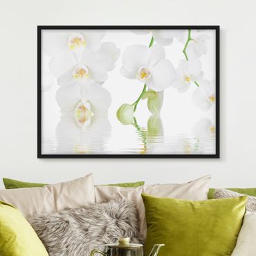 Poster encadré - Spa Orchid - White Orchid