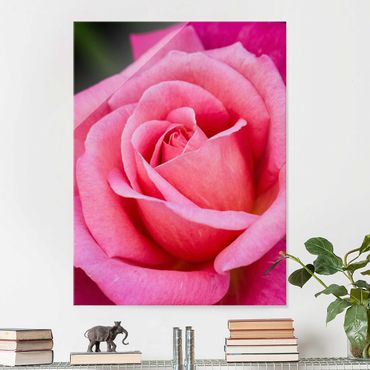 Tableau en verre - Pink Rose Flowers Green Backdrop