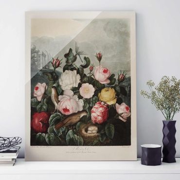 Tableau en verre - Botany Vintage Illustration Of Roses