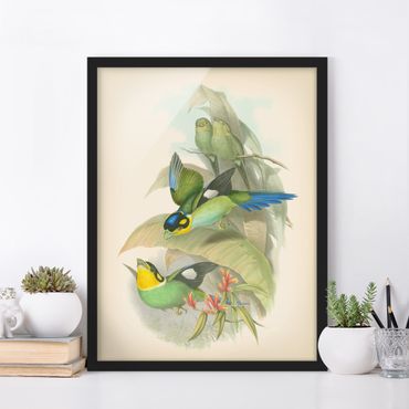 Poster encadré - Vintage Illustration Tropical Birds