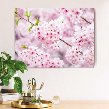 Tableau en verre - Japanese Cherry Blossoms
