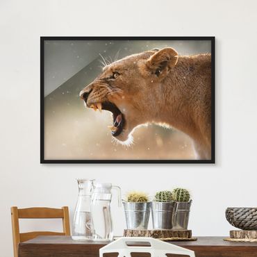 Poster encadré - Lioness on the hunt