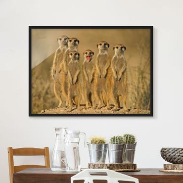 Poster encadré - Meerkat Family