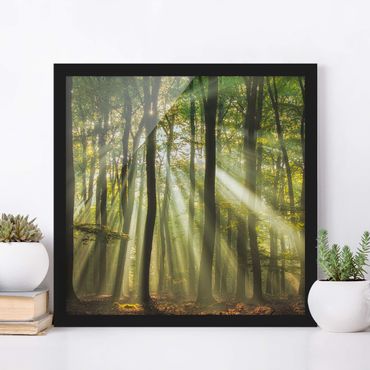 Poster encadré - Sunny Day In The Forest