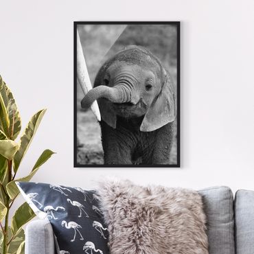 Poster encadré - Baby Elephant