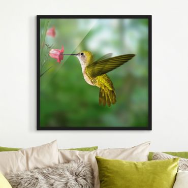 Poster encadré - Hummingbird And Flower
