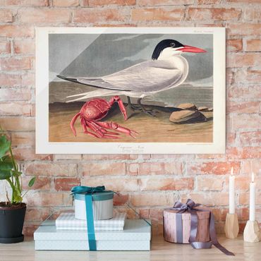 Tableau en verre - Vintage Board Sandwich Tern
