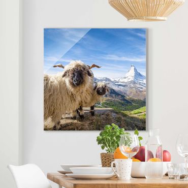 Tableau en verre - Blacknose Sheep Of Zermatt