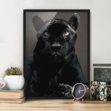 Poster encadré - Black Puma