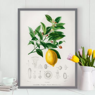 Poster encadré - Botany Vintage Illustration Of Lemon