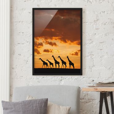 Poster encadré - Five Giraffes