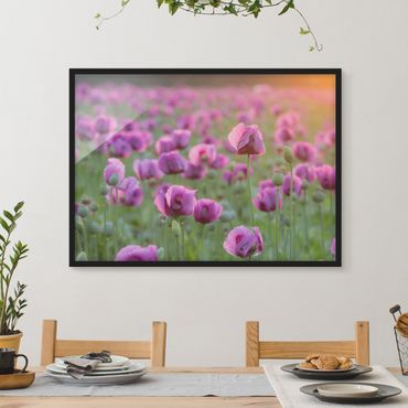 Poster encadré - Purple Poppy Flower Meadow In Spring