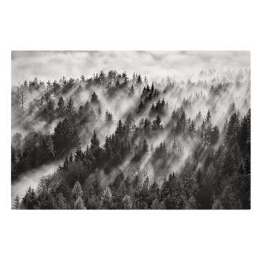 Impression sur toile - Light Rays In The Coniferous Forest