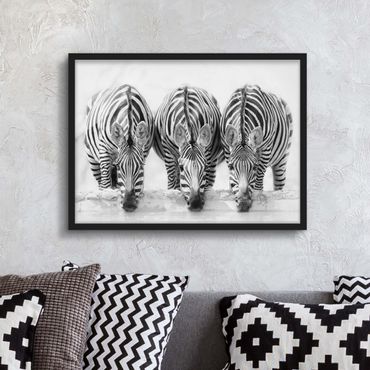 Poster encadré - Zebra Trio In Black And White