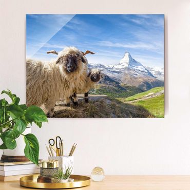 Tableau en verre - Blacknose Sheep Of Zermatt