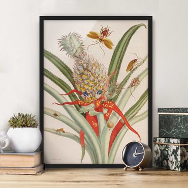 Poster encadré - Anna Maria Sibylla Merian - Pineapple With Insects