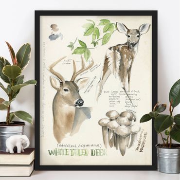 Poster encadré - Wilderness Journal - Deer
