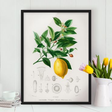 Poster encadré - Botany Vintage Illustration Of Lemon