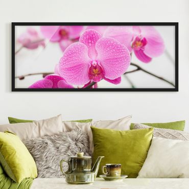 Poster encadré - Close-Up Orchid