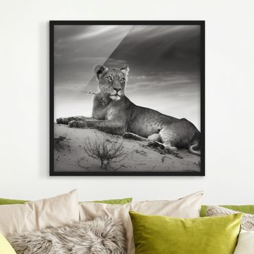 Poster encadré - Resting Lion